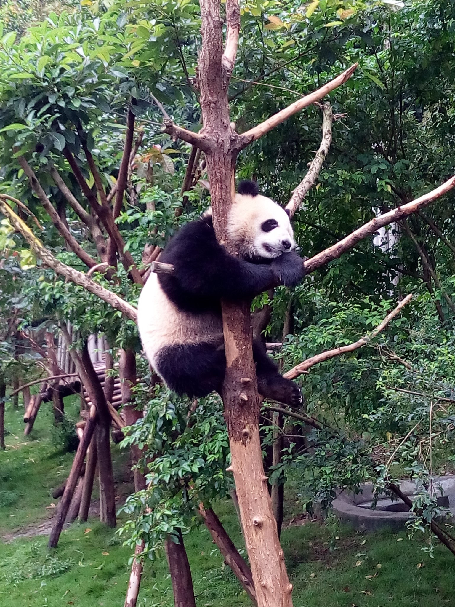 成都人口音好难听_成都地铁(3)