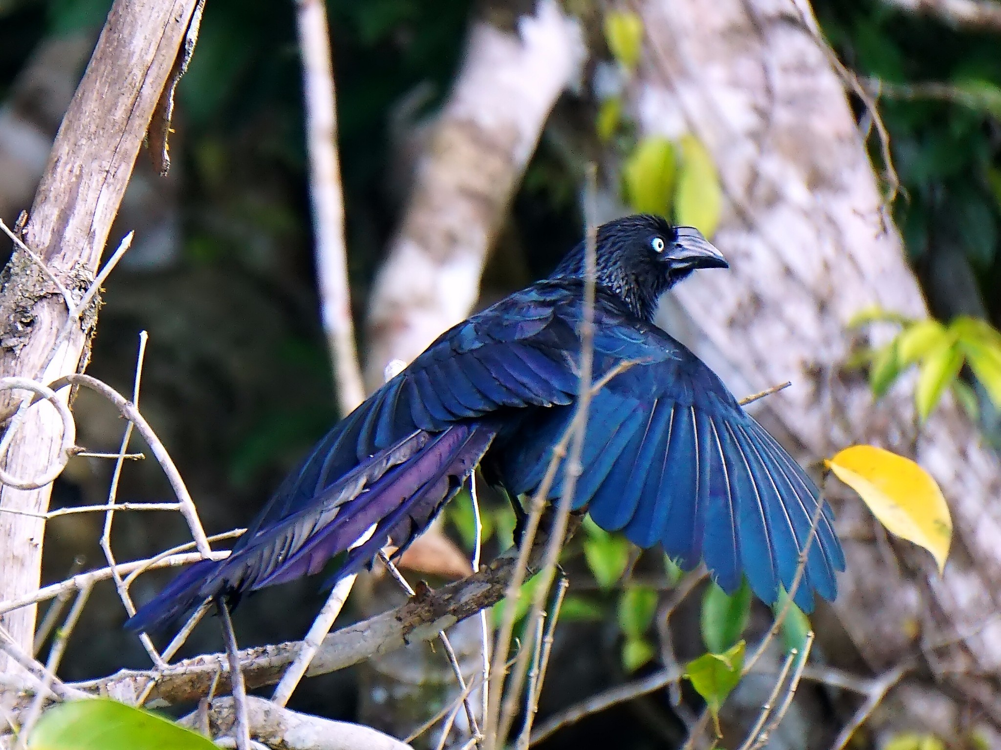 厄瓜多尔:亚苏尼国家公园20种热带雨林生物科普