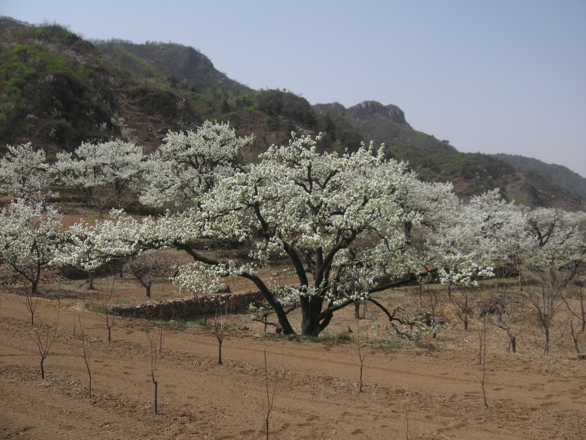 山间梨花开——蓟县