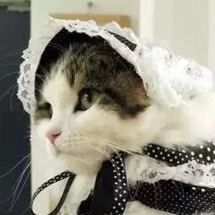 不知所谓的猫