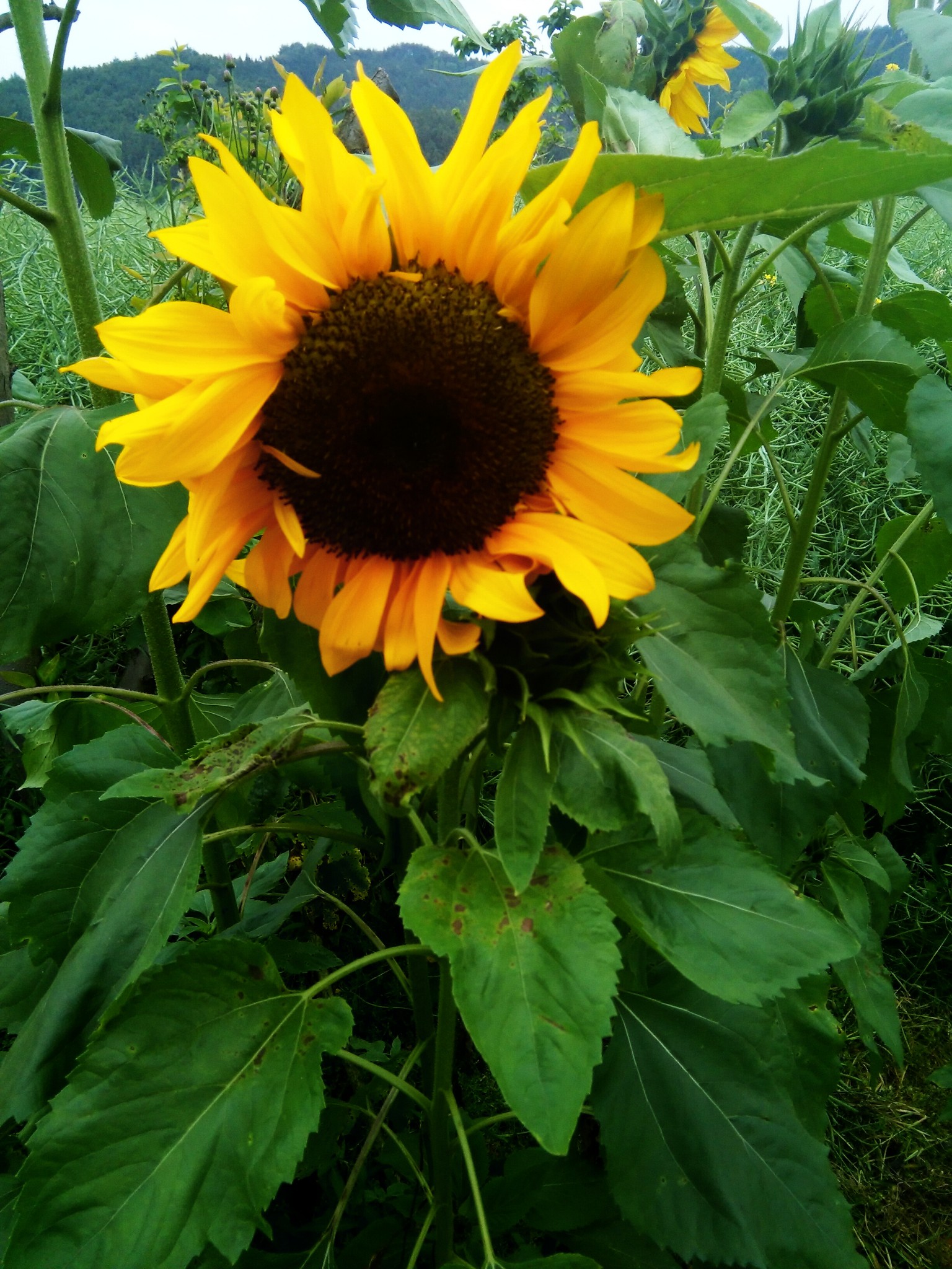 #花样游记大赛#说走就走的建阳一日游之卧龙湾