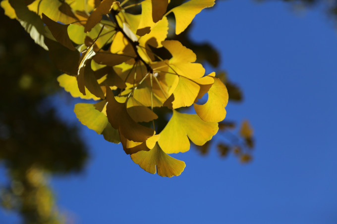 秋天什么时候开始干燥 wKgBs1Y_SaaAGfv8ABqdFtrPJtM87.jpeg?imageView2%2F2%2Fw%2F680%2Fq%2F90%7CimageMogr2%2Fstrip%2Fquality%2F90