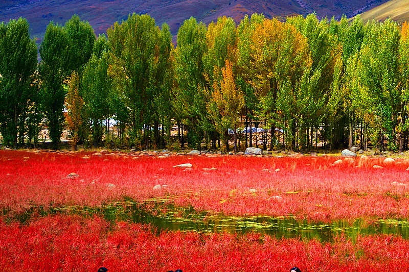 稻城亚丁川藏线林芝拉萨拼车纯玩自由行10日