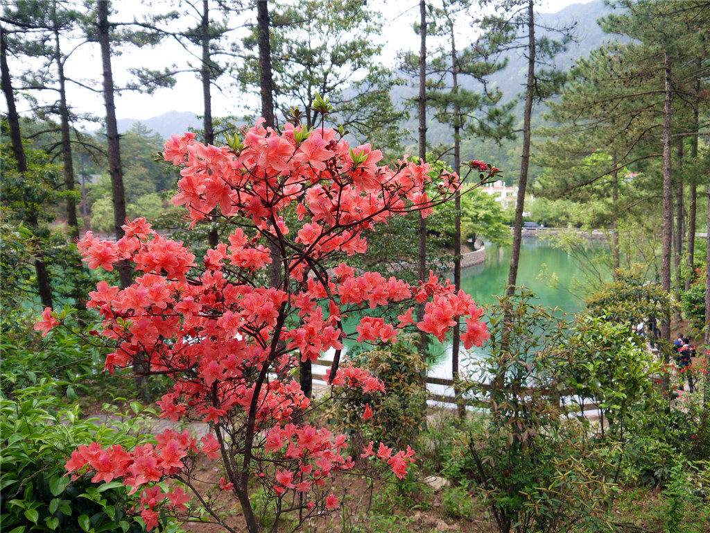 2016.5.1永嘉（楠溪江）四海山森林公园