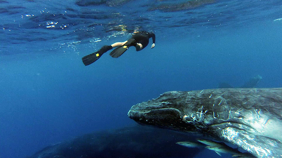 来汤加吧，一起“鲸”心动魄！来张鲸鱼大头照！_游记