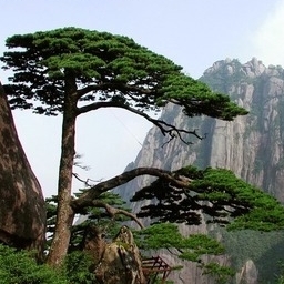松树