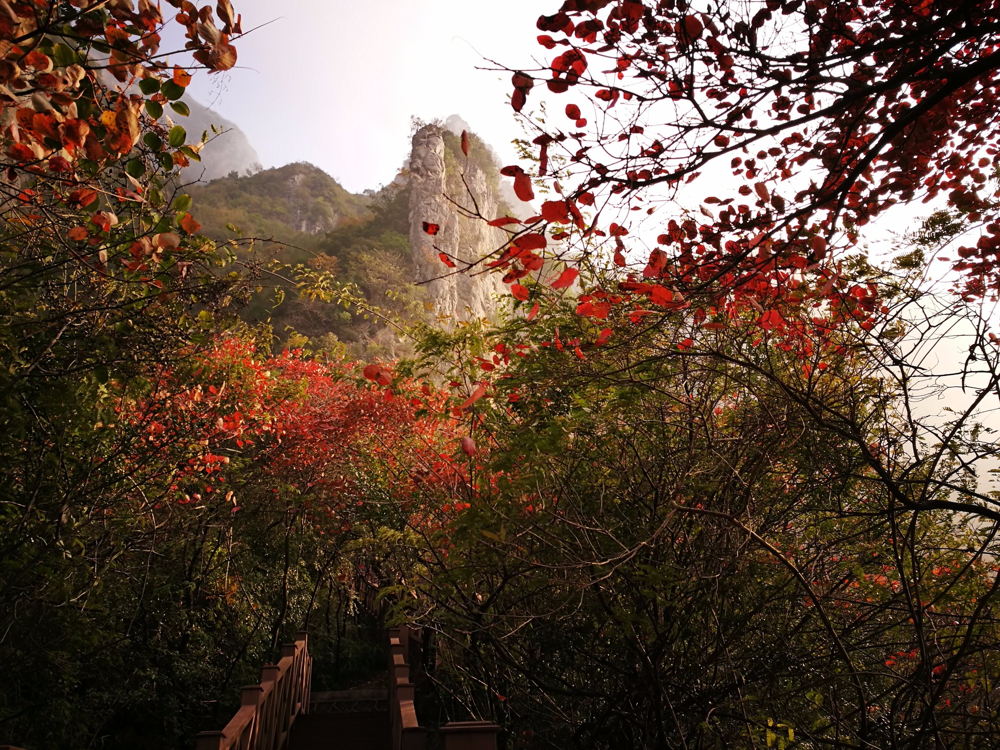 待到满山红叶时