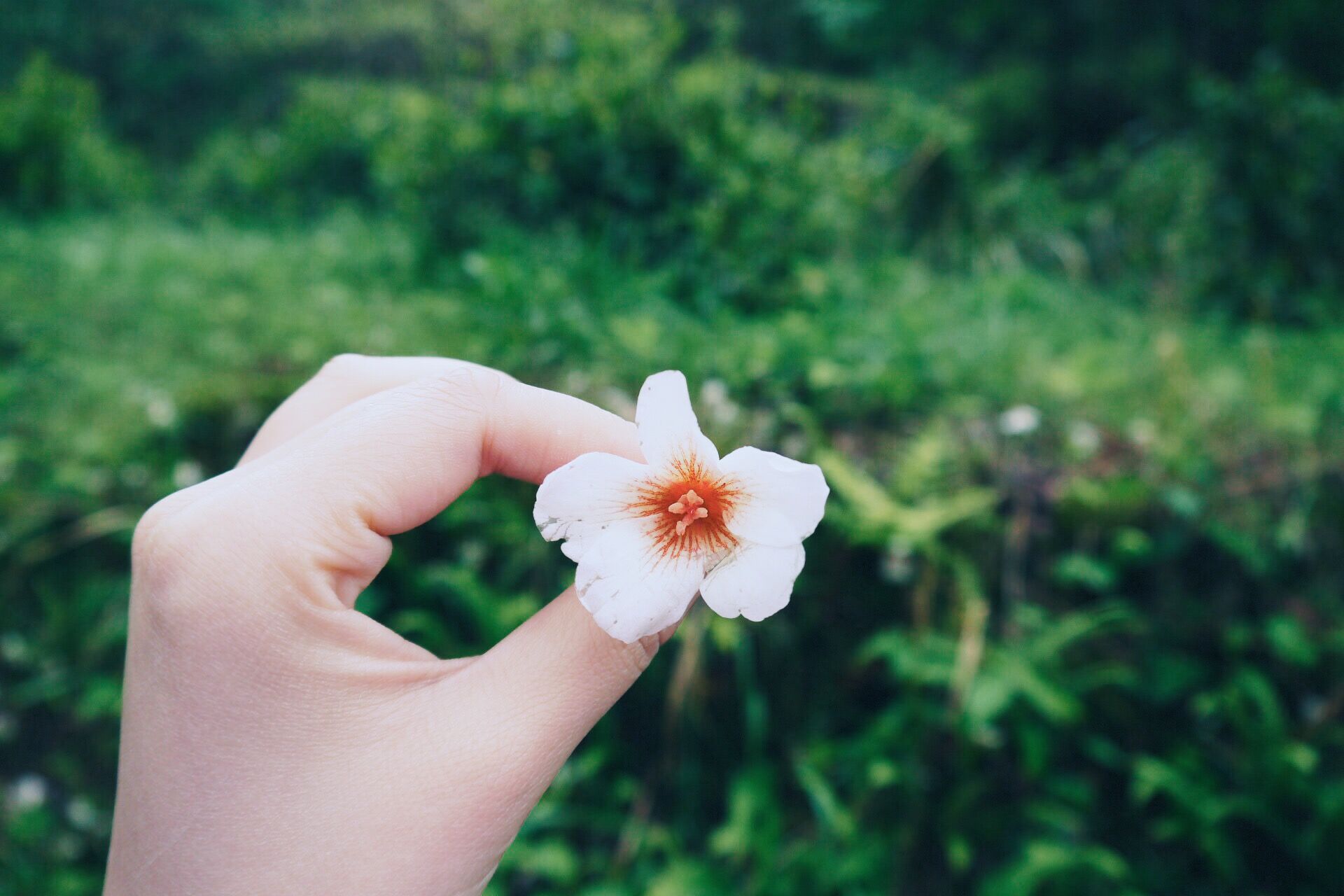 春意浓 英山花正好- 偶遇雨中杜鹃