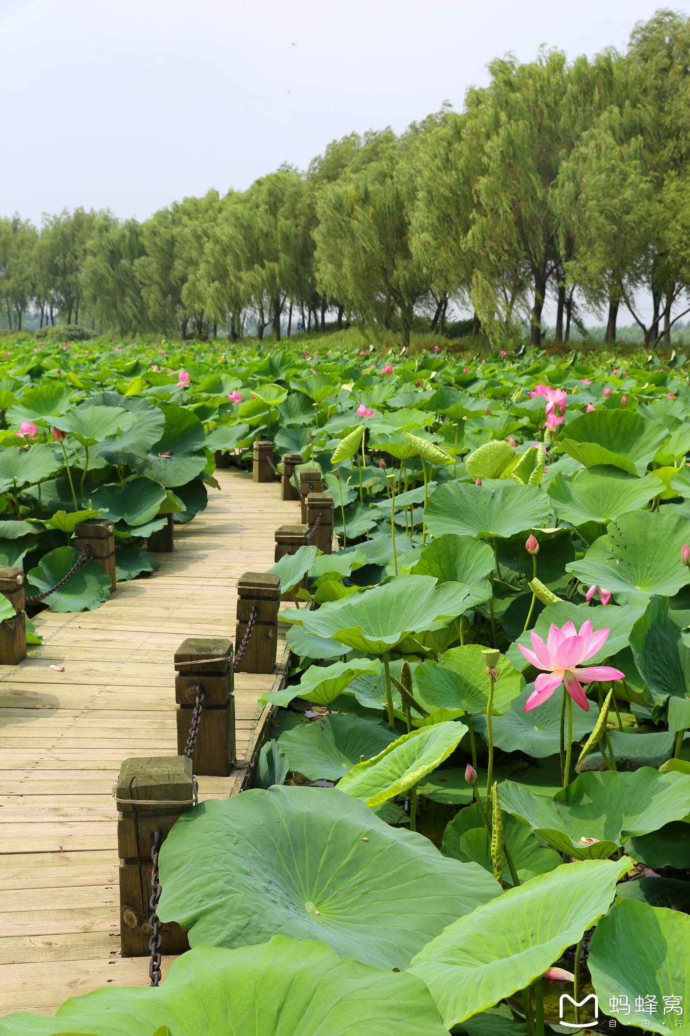 大城市赏多样荷花————铁岭新区莲花湖湿地公园一日游