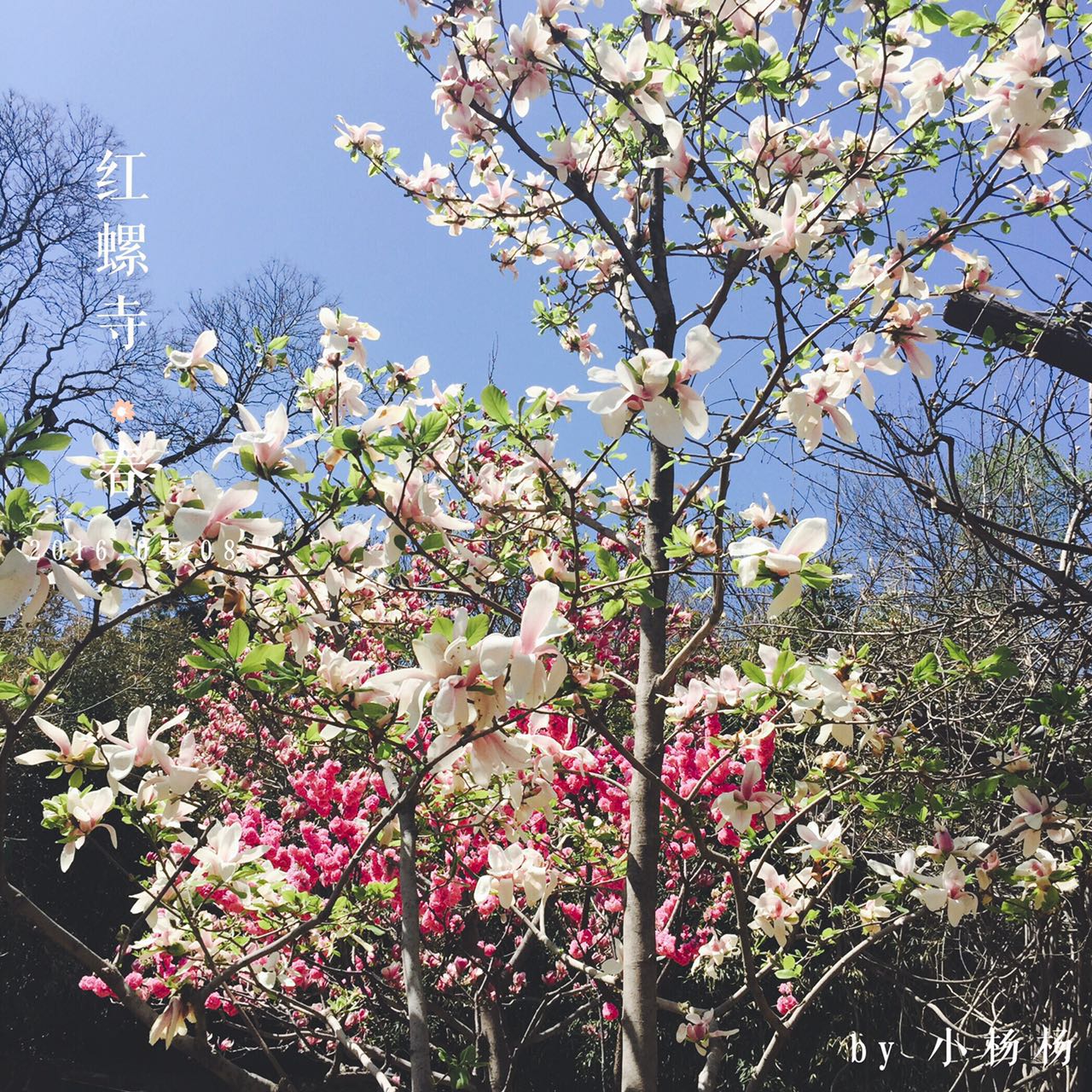 京郊游之红螺寺的春天