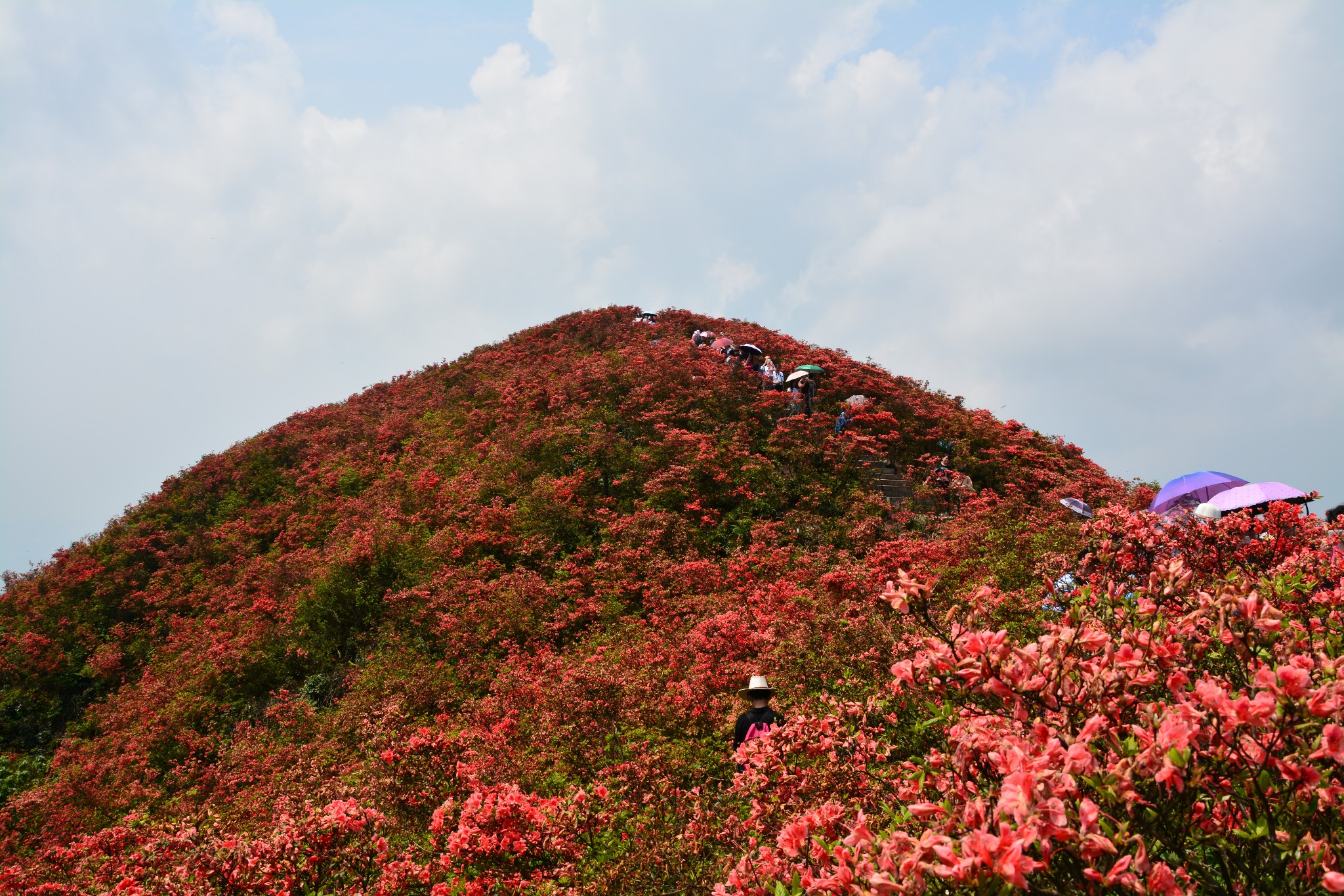 丹寨龙泉山杜鹃