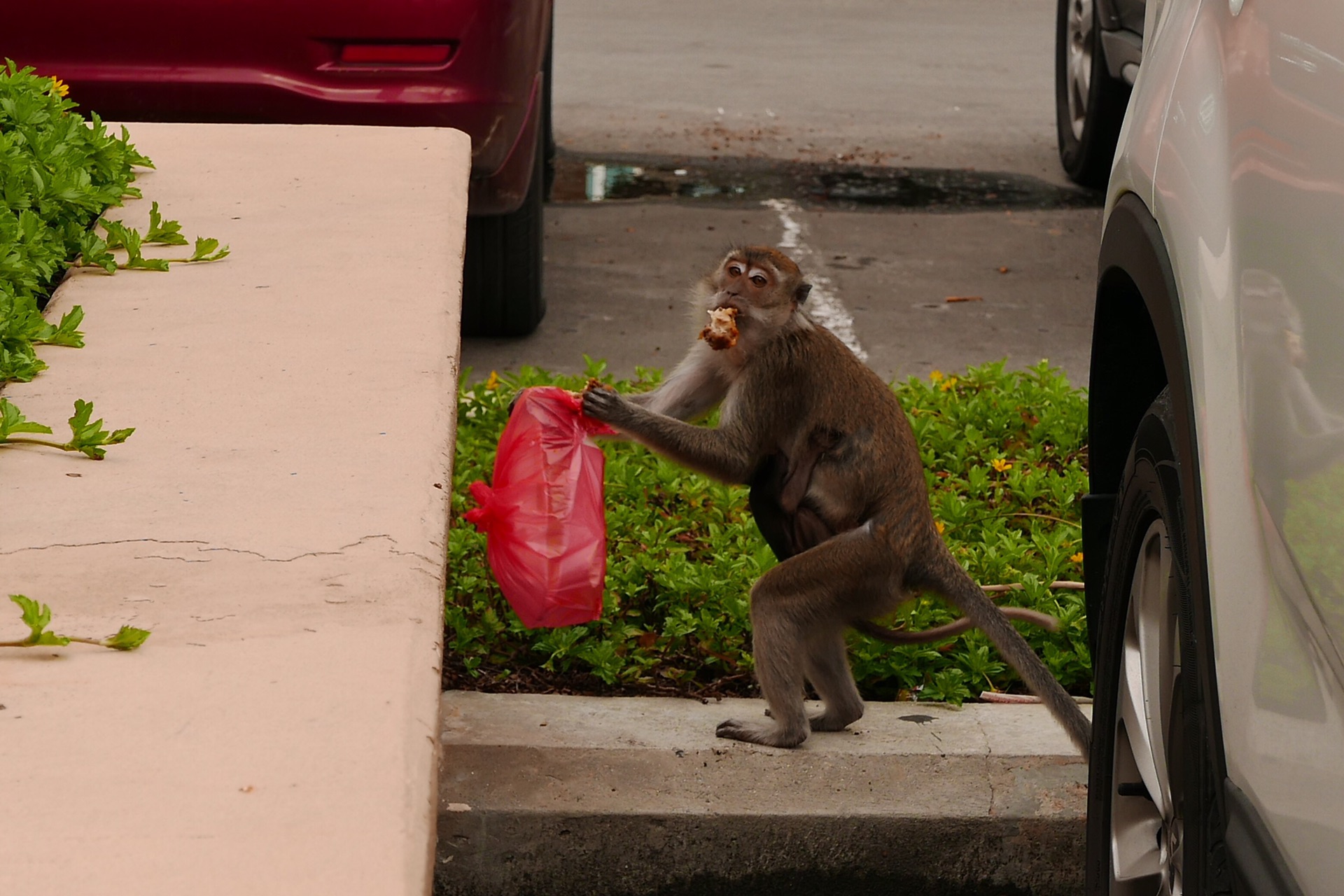 文莱-3天3夜-往返新加坡（海量照片）_游记