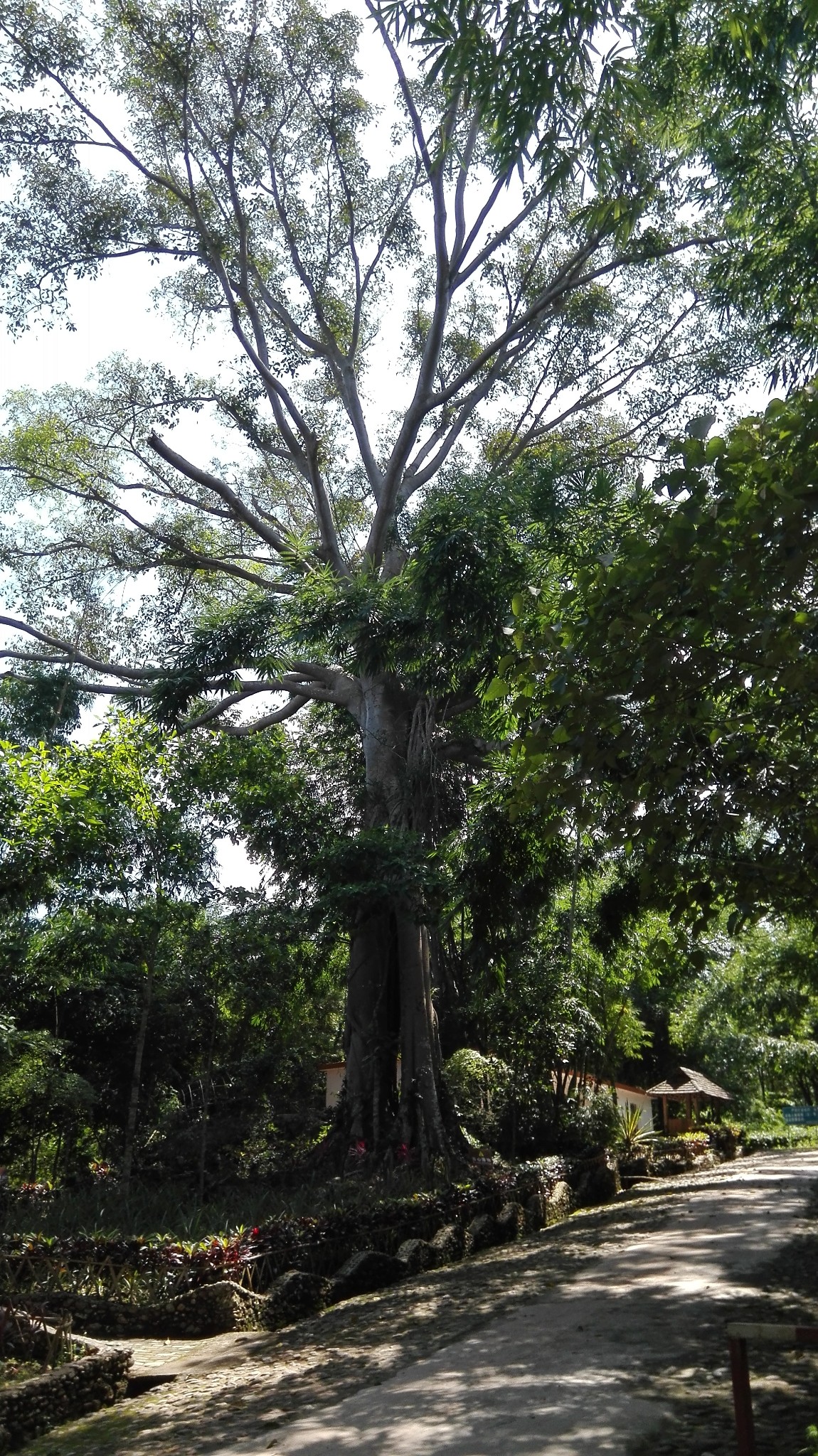 云南之行(四):西双版纳中缅边境,独树成林景区,澜沧江