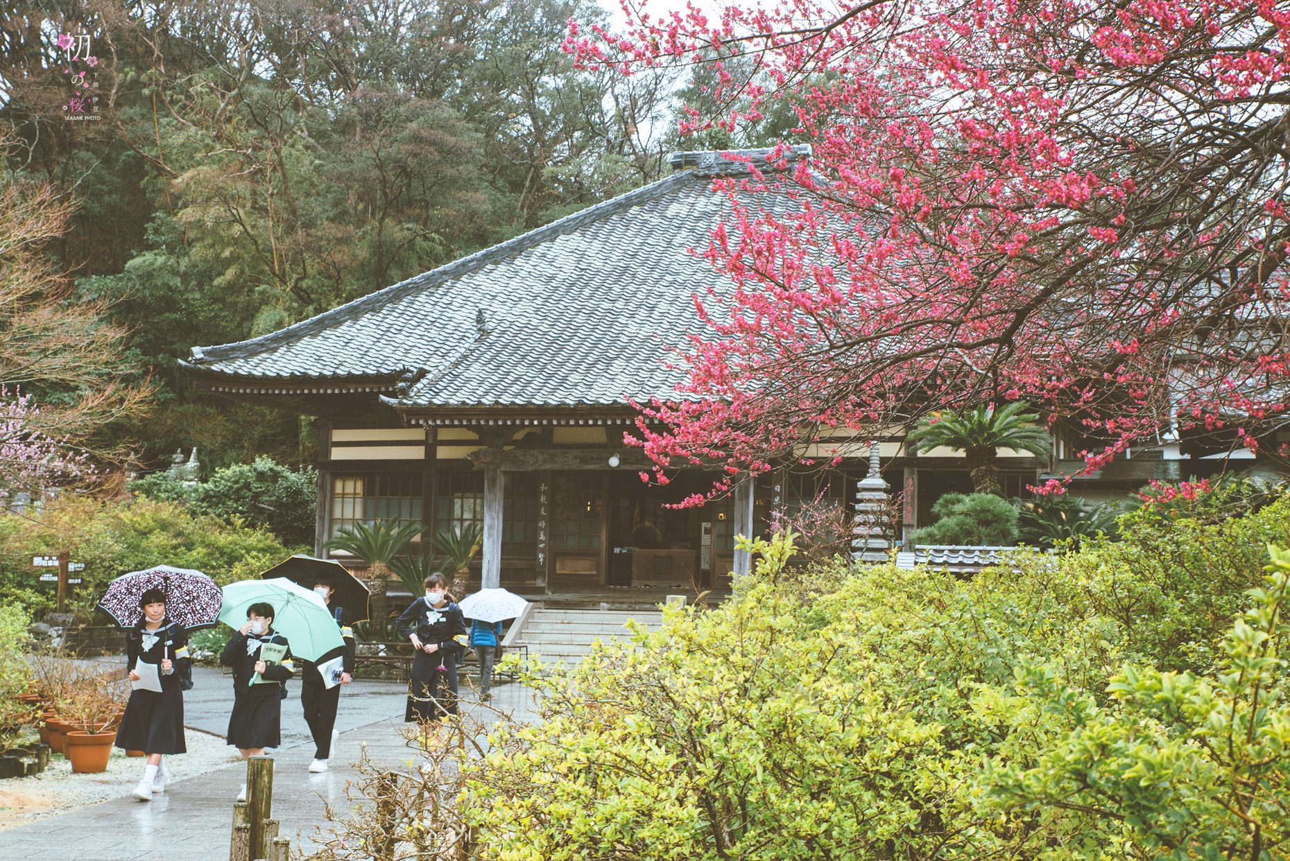 【伊豆市图片】