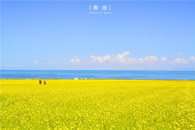 7,8月的青海是最美的,湛蓝的天空,触手可及的云朵,绚黄夺目的油菜花