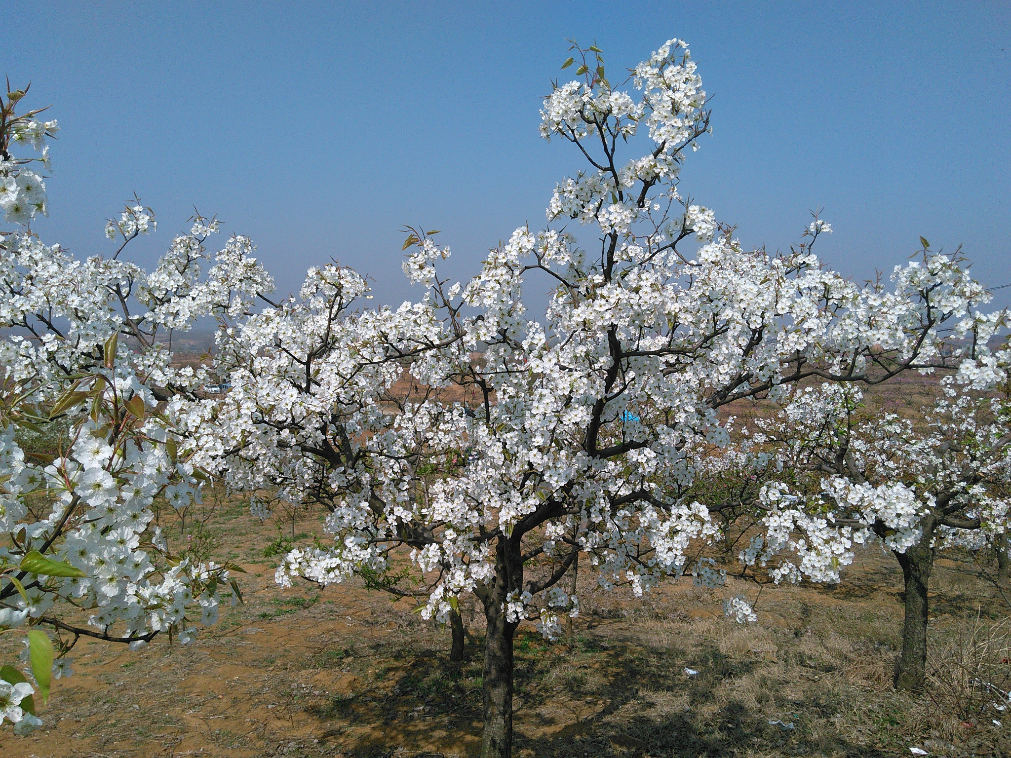 又是一年赏花季—泌阳 新集2016年3月27日