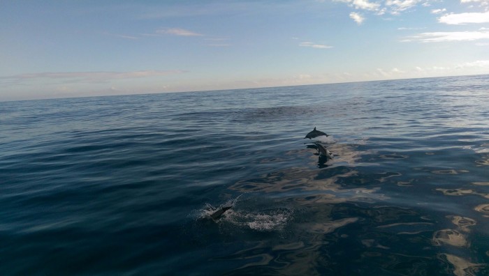 花莲天气什么时候适合赏鲸,路线怎么安排