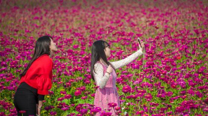 成都蔚然花海门票