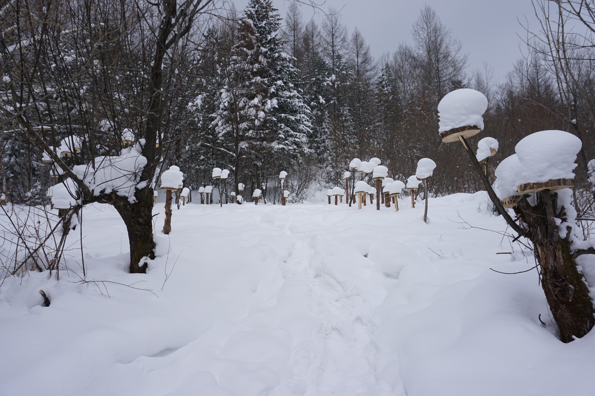 一路向北 去北方以北 感受最冷的寒冷 触摸最雪的雪天