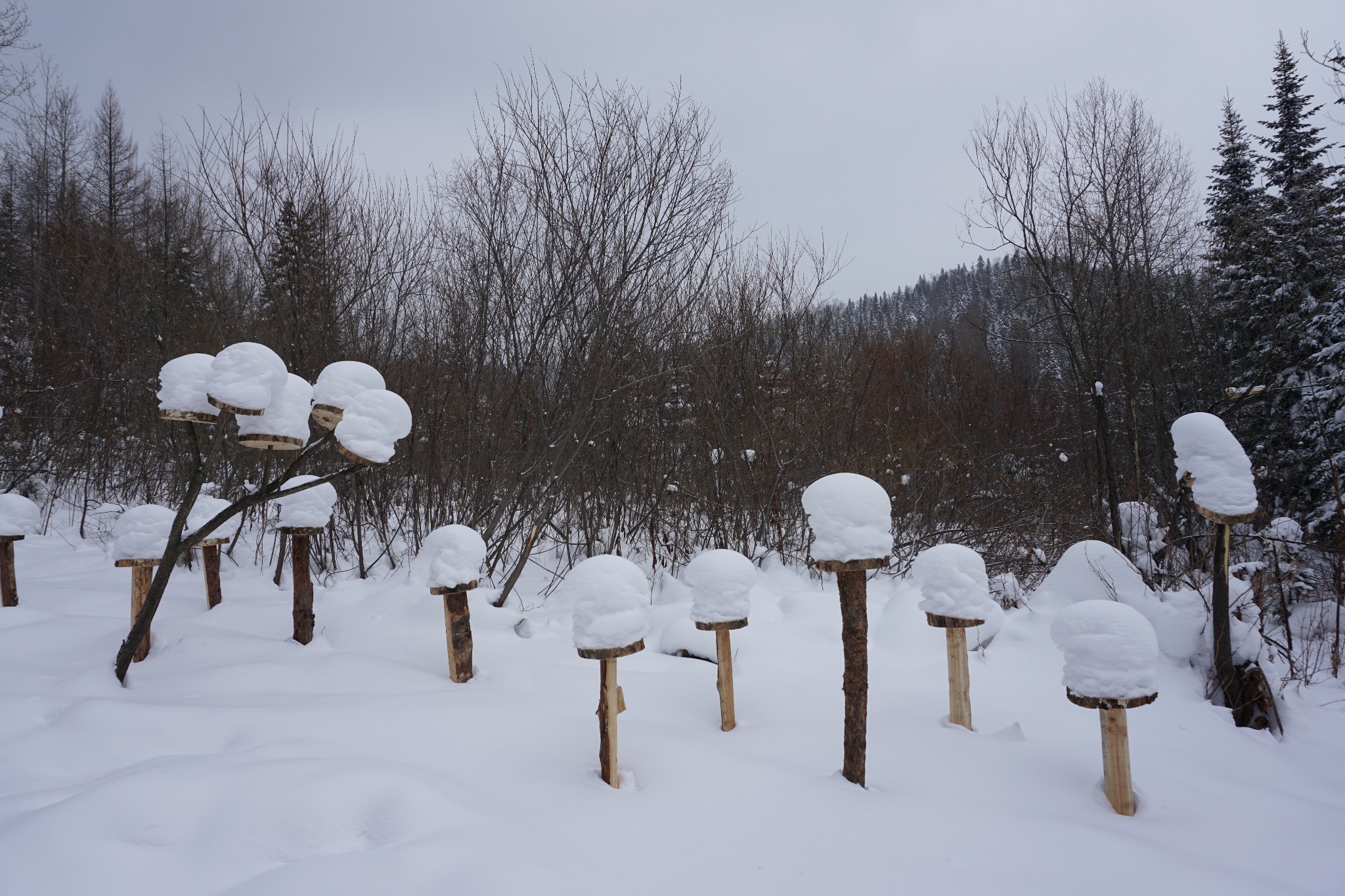 一路向北 去北方以北 感受最冷的寒冷 触摸最雪的雪天