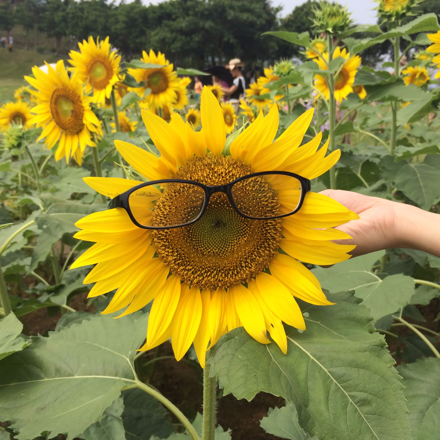 逛吃逛吃的蒙蒙