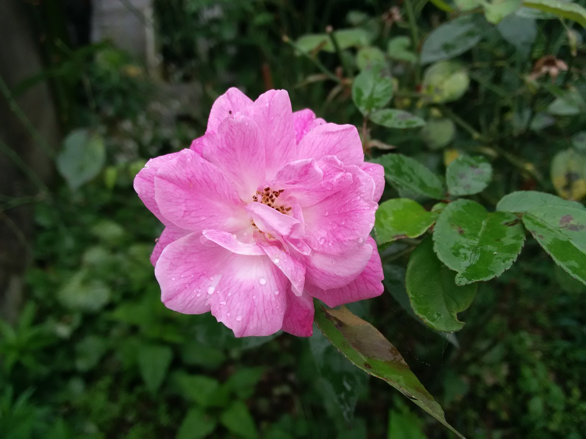 淅淅沥沥的六月，我与西河相遇_游记