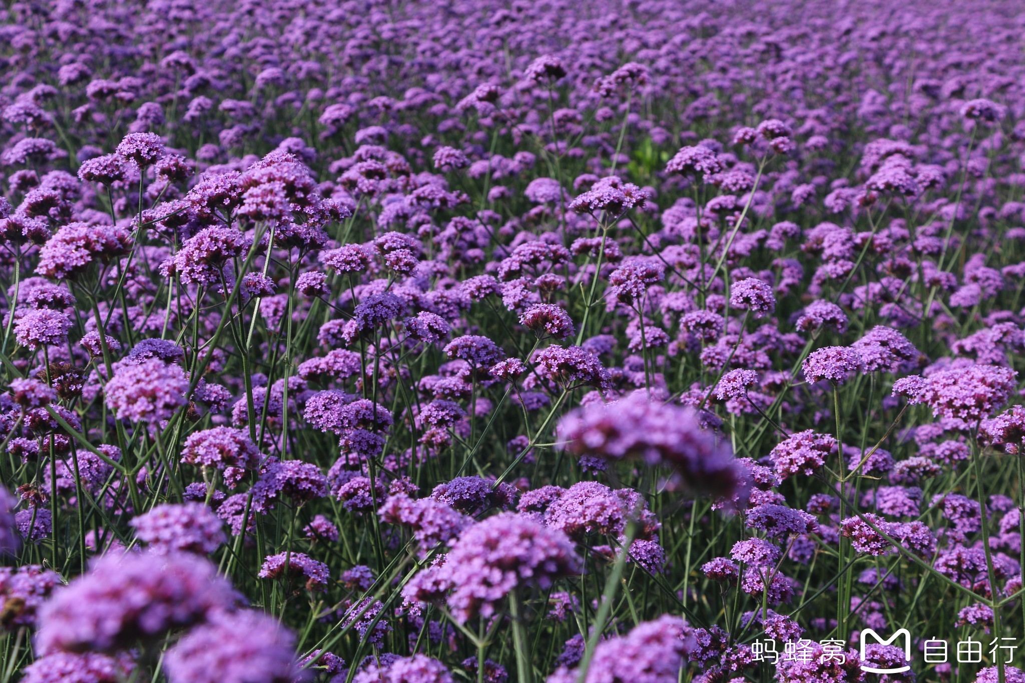 重庆綦江花坝游记