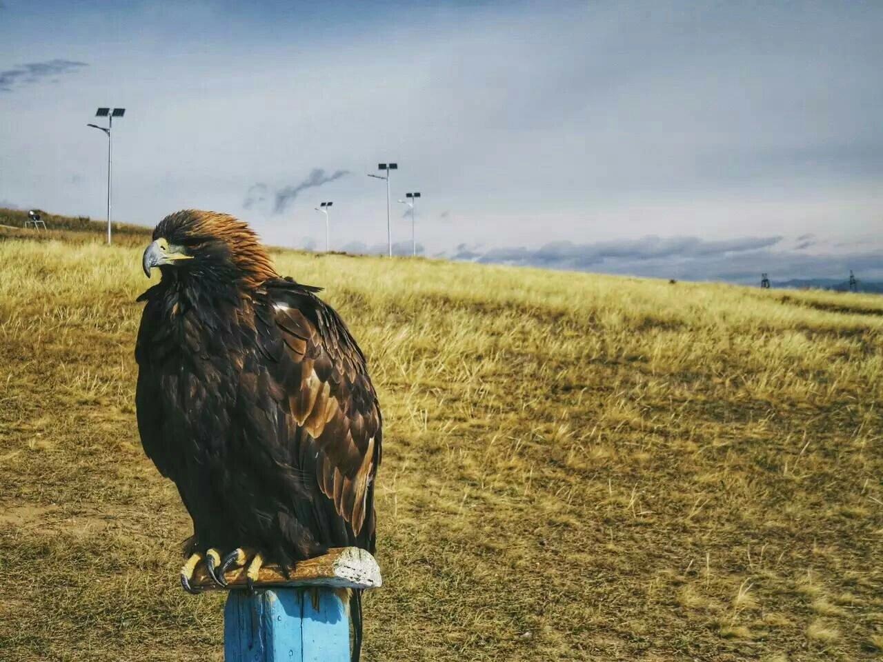 走世界 | 那里有风和古老的草原_游记