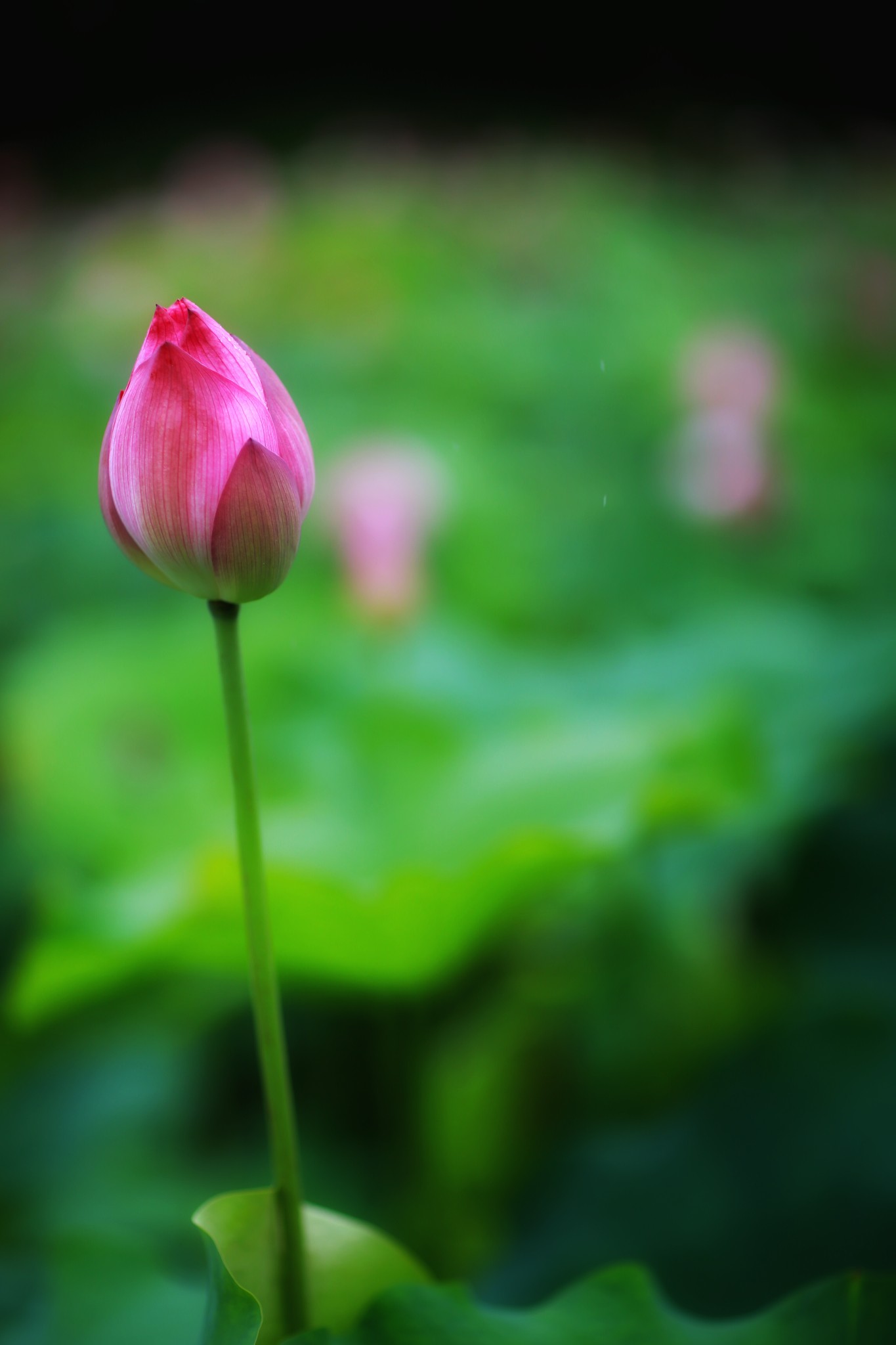 山重水路疑无路柳暗花明又一村猜成语(2)