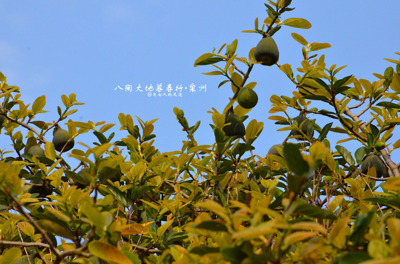 八闽大地暮春行•泉州_游记