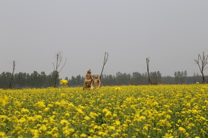 生态休闲主题公园,占地1200余亩,投资2000余万元,耕植油菜花田千余亩