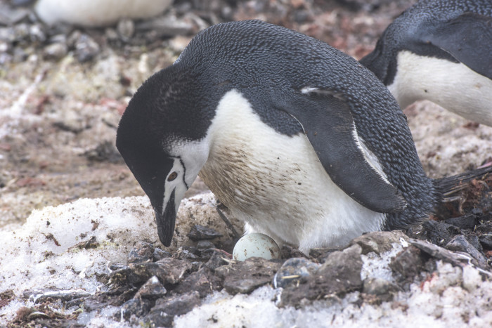 哪个季节去南极好?什么时候去南极最好