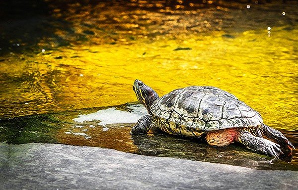 wKgBs1fT8XmAN_0WAAFmUxtELwQ31.jpeg?imageView2%2F2%2Fw%2F600%2Fq%2F90%7CimageMogr2%2Fstrip%2Fquality%2F90