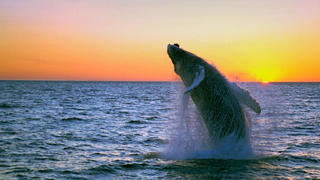 wKgBs1gtNUyAWvkHAAGQPtHG8a098.jpeg?imageView2%2F2%2Fw%2F580%2Fh%2F9999%2Fq%2F100