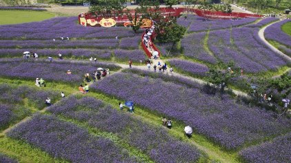 绍兴杭州湾海上花田门票