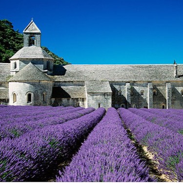 兔兔想要看世界