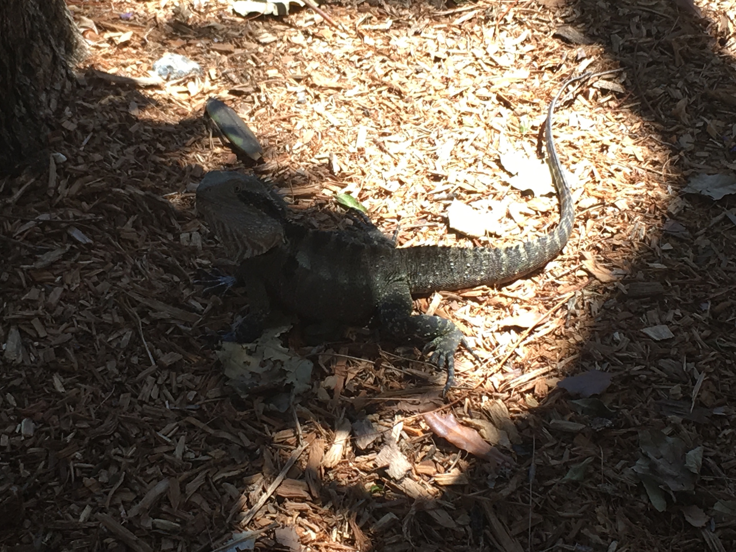 黄金海岸（澳大利亚）美食-Gordons by the Beach Coolangatta Australia