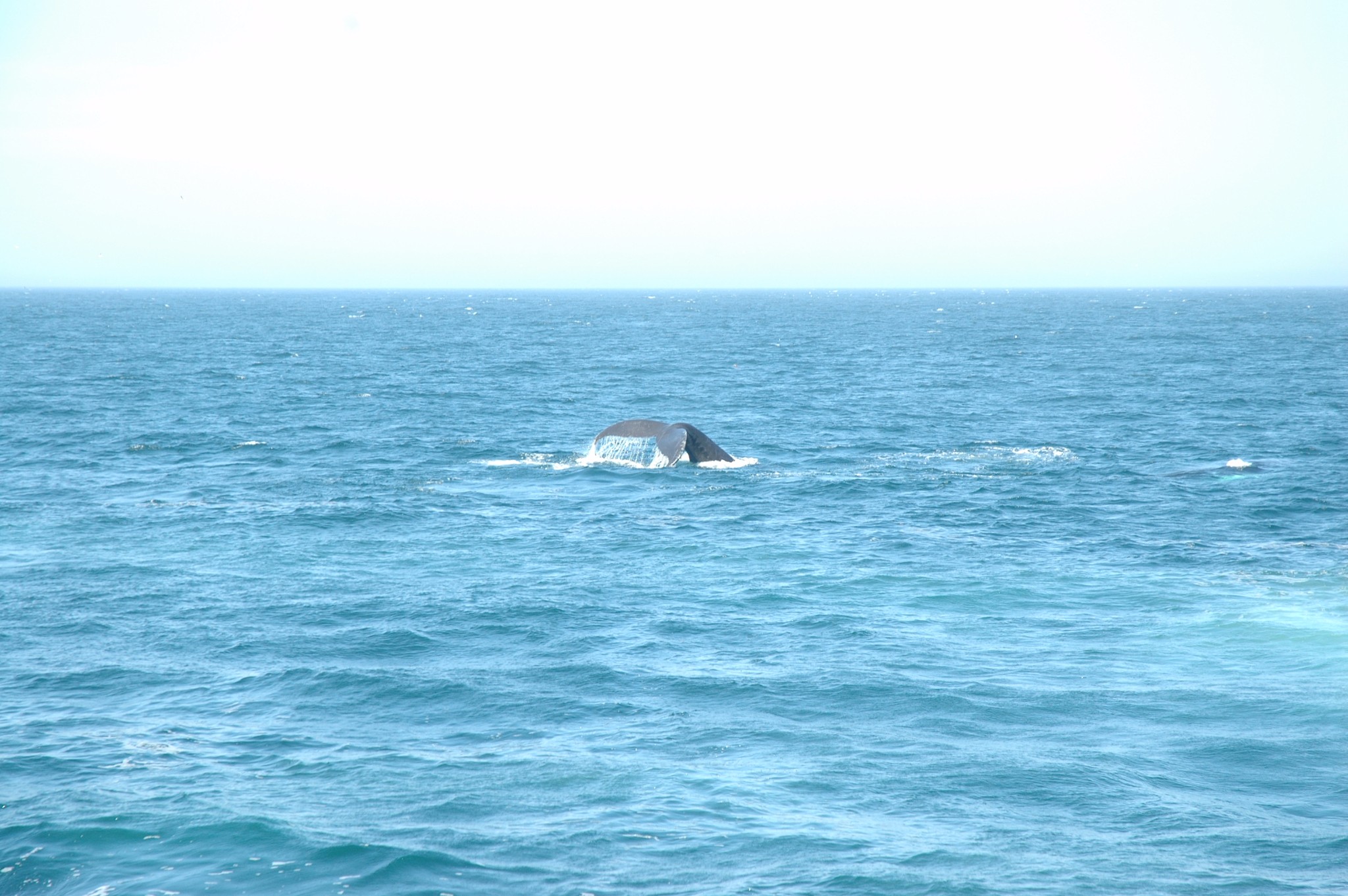 2016 6月美国麻省鳕鱼角与马萨葡萄岛_游记