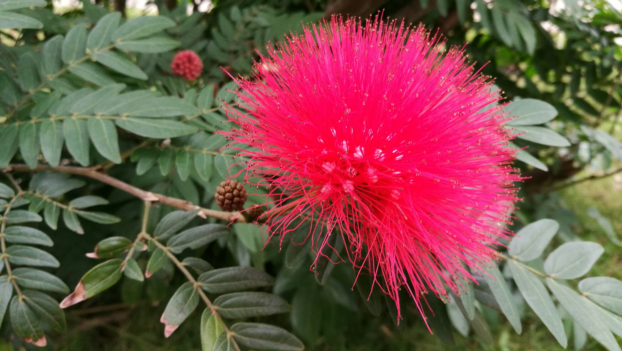 原生态湖边来看花开