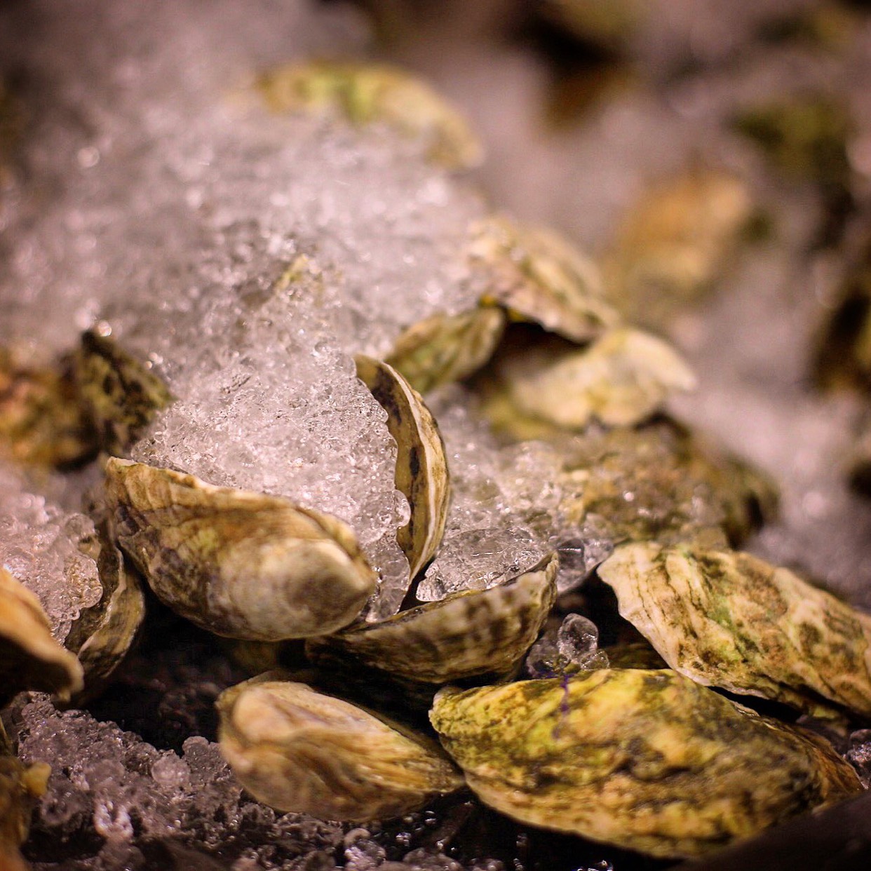 波士顿美食-Island Creek Oyster Bar