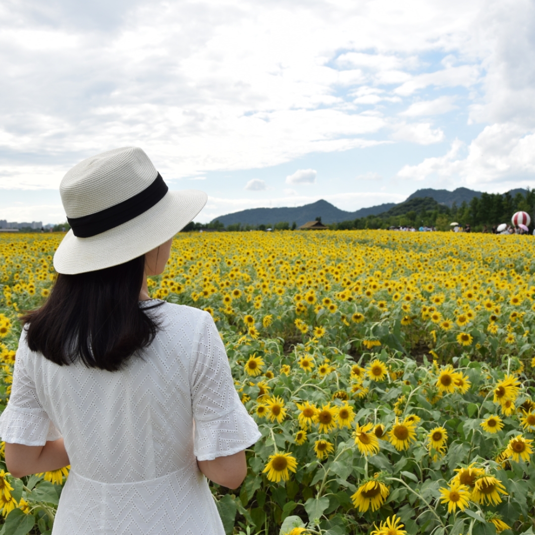 芝麻芝麻哼