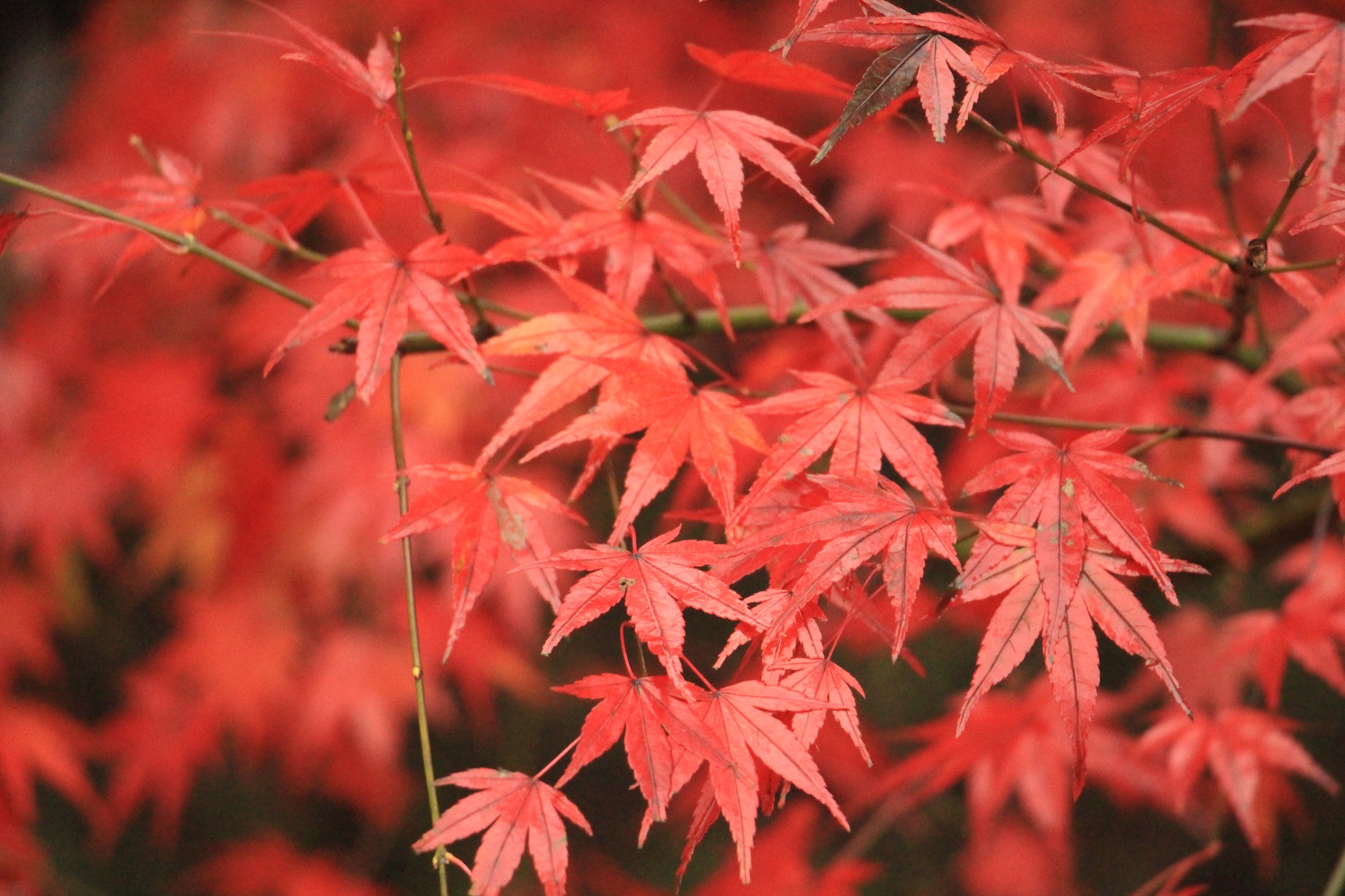 几月份去南京最好，天气怎么样，去几天合适