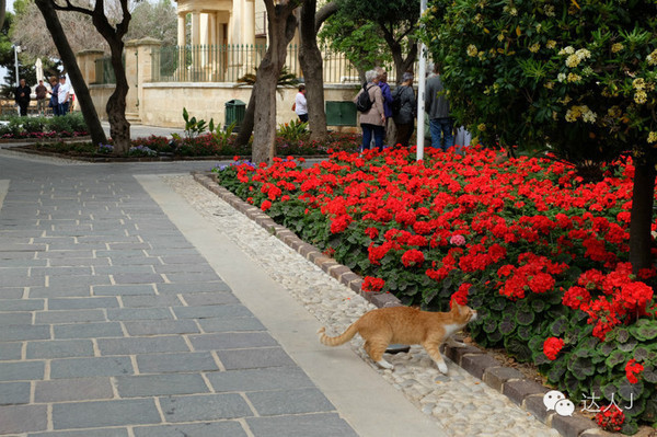 看看这只马耳他猫的表情,它好像错过了几个亿