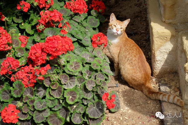 看看这只马耳他猫的表情,它好像错过了几个亿