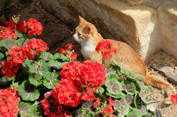 看看这只马耳他猫的表情,它好像错过了几个亿