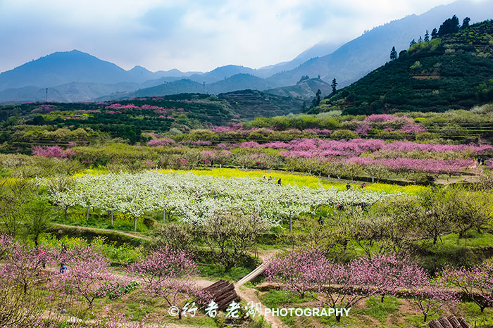 九峰万紫千红正当时  免费的民间赏花圣地_游记