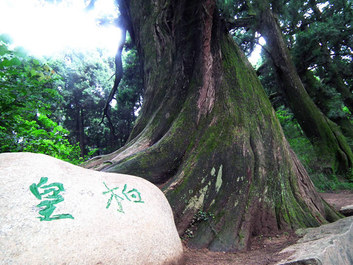 四川翠云廊风景区电子票