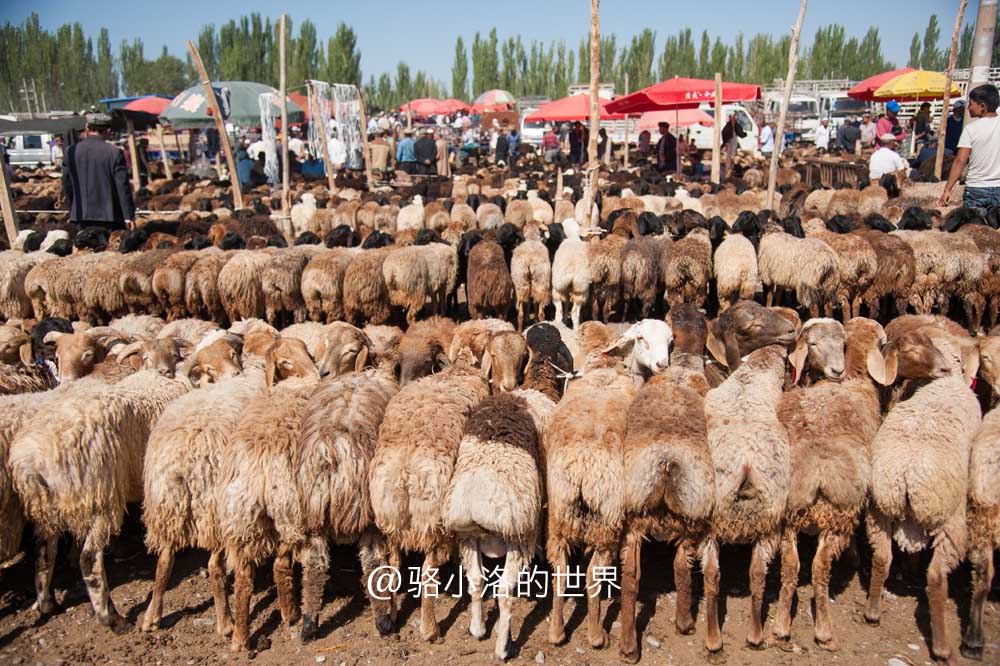 7月底打算暑假带孩子去新疆，适合去南疆还是北疆呢