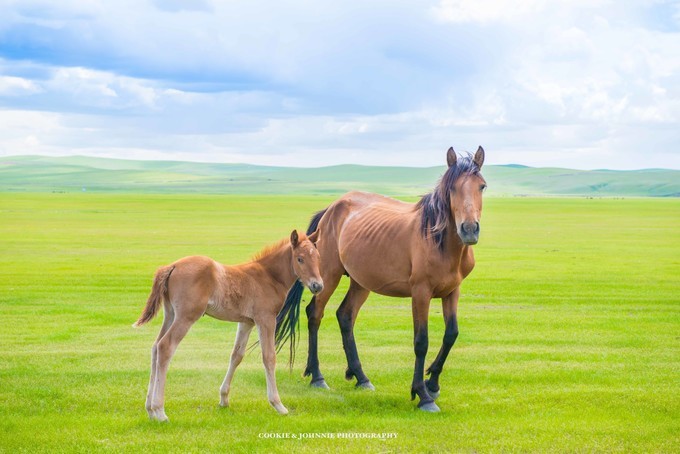 9顶呼伦贝尔大草原,一场穿越大草原的饕鬄盛宴,呼伦贝尔大草原