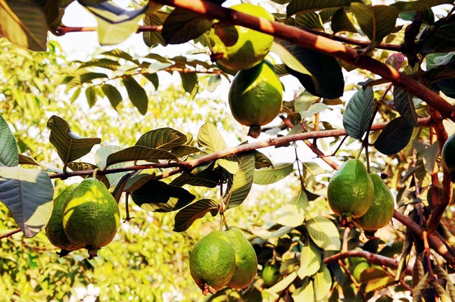 又名:秋果喇叭番石榴,番鬼子,百子树,罗拔,花稔,饭桃,番桃树,郊桃,番